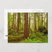 アラスカ温帯雨林 ポストカード (正面/裏面)