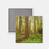 アラスカ温帯雨林 マグネット (正面/裏面)