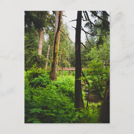 アラスカ熱帯雨林 ポストカード (正面)