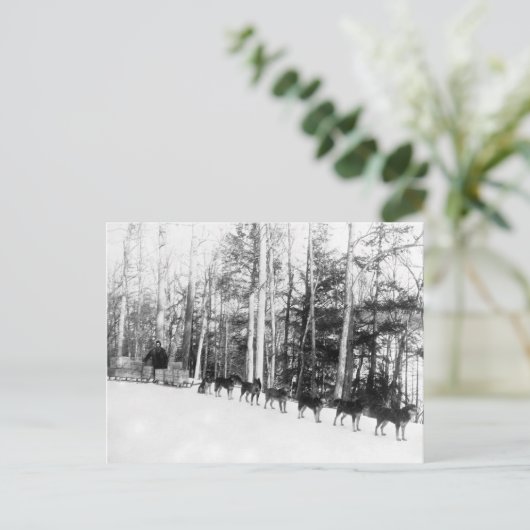 アラスカ犬そり ポストカード (スタンド正面)