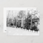 アラスカ犬そり ポストカード (正面/裏面)