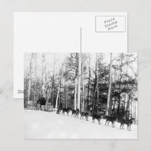 アラスカ犬そり ポストカード (正面/裏面)