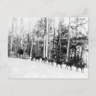 アラスカ犬そり ポストカード