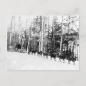 アラスカ犬そり ポストカード (正面)