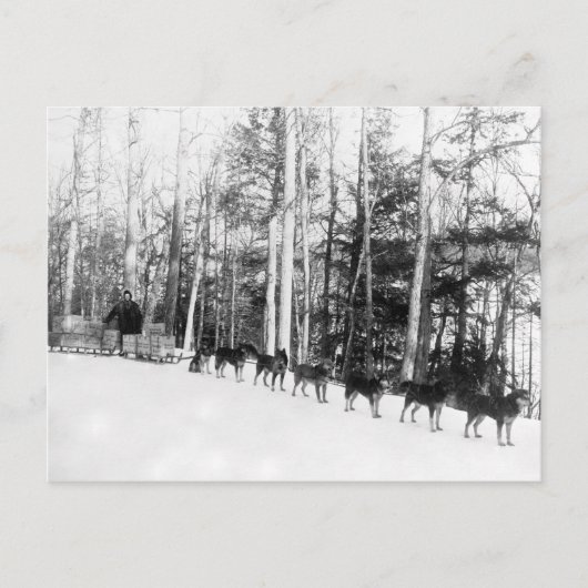 アラスカ犬そり ポストカード (正面)