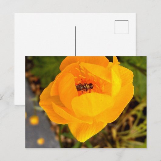 アラスカ美しい ポストカード (正面/裏面)