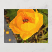 アラスカ美しい ポストカード (正面)