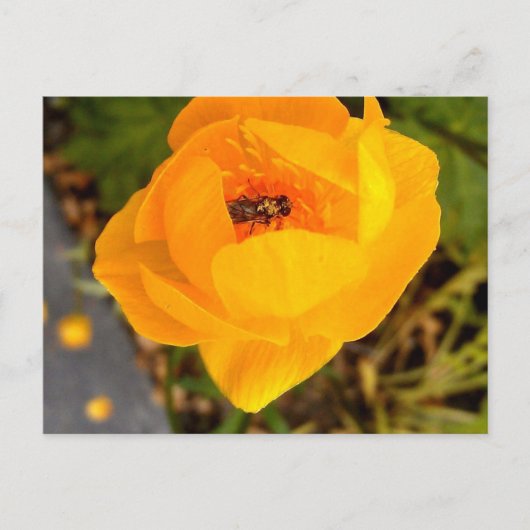 アラスカ美しい ポストカード (正面)