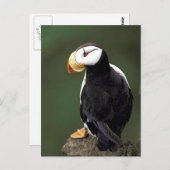 アラスカ野生生物 ポストカード (正面/裏面)