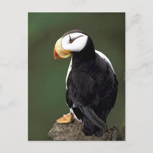 アラスカ野生生物 ポストカード (正面)