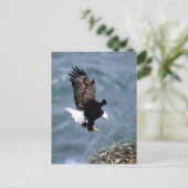 アラスカ野生生物 ポストカード (スタンド正面)