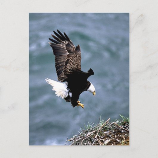 アラスカ野生生物 ポストカード (正面)