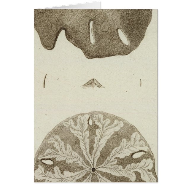 アラスカ (正面)