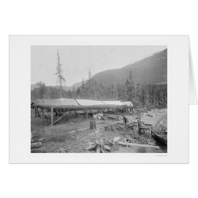 アラスカ1915年の乾燥のサケ (正面横)