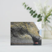 アラスカ、アクン島、柱状玄武岩 ポストカード (スタンド正面)