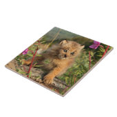 アラスカ，カナダのリンクス・キッテン タイル (側面)