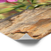 アラスカ，カナダのリンクス・キッテン ポスター (角)