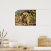 アラスカ，カナダのリンクス・キッテン ポスター (キッチン)