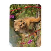 アラスカ，カナダのリンクス・キッテン マグネット (縦)