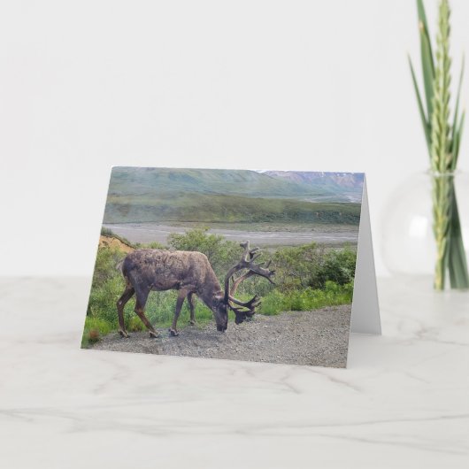 アラスカ – カリブー1 招待状 (正面)