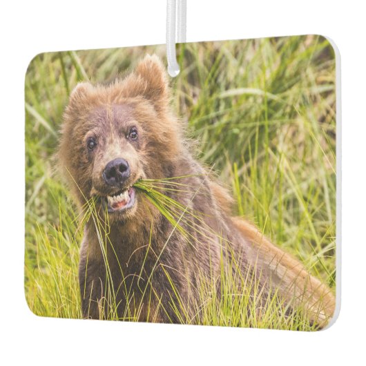 アラスカ，グリズリーキュブ放牧 カーエアーフレッシュナー (左)