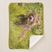 アラスカ，グリズリーキュブ放牧 シェルパブランケット (正面)