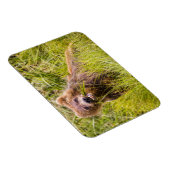 アラスカ，グリズリーキュブ放牧 マグネット (右側)