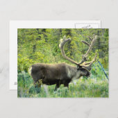 アラスカ、ケナイ半島のカリブー ポストカード (正面/裏面)