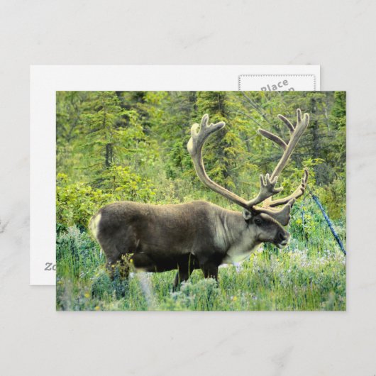 アラスカ、ケナイ半島のカリブー ポストカード (正面/裏面)