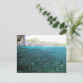 アラスカ、コディアックでのピンクのサーモンの移住 ポストカード (スタンド正面)