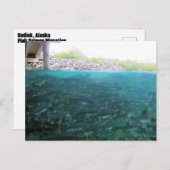 アラスカ、コディアックでのピンクのサーモンの移住 ポストカード (正面/裏面)