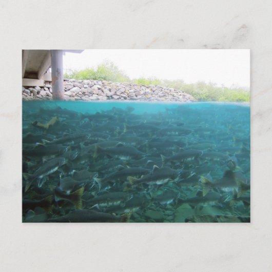 アラスカ、コディアックでのピンクのサーモンの移住 ポストカード (正面)