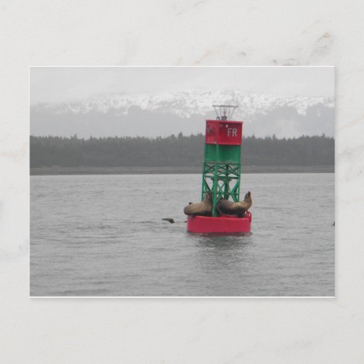 アラスカ、ジュノーのアシカ ポストカード (正面)