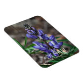 アラスカ、デナリ国立公園の北極性ルピネ マグネット (右側)