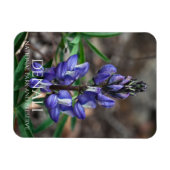 アラスカ、デナリ国立公園の北極性ルピネ マグネット (横)