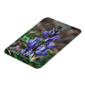 アラスカ、デナリ国立公園の北極性ルピネ マグネット (左側)