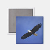 アラスカ,ハゲのワシの飛来 マグネット (正面/裏面)