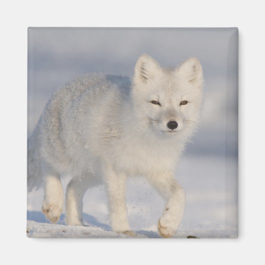 アラスカ、ホッキョクギツネ マグネット (正面)