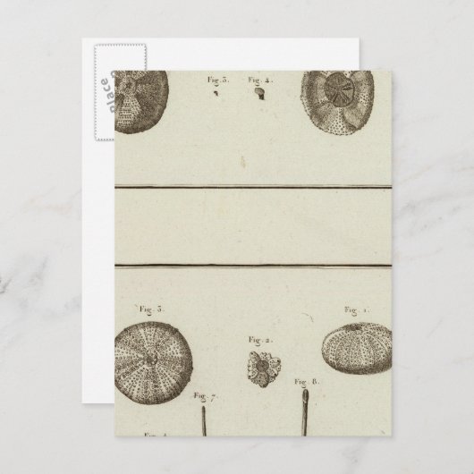 アラスカ ポストカード (正面/裏面)