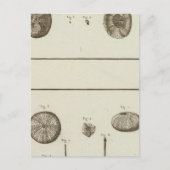 アラスカ ポストカード (正面)