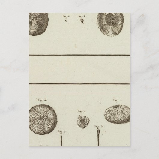 アラスカ ポストカード (正面)