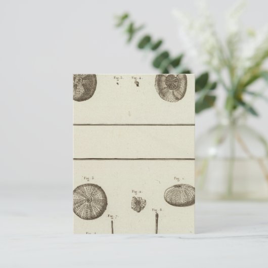 アラスカ ポストカード (スタンド正面)