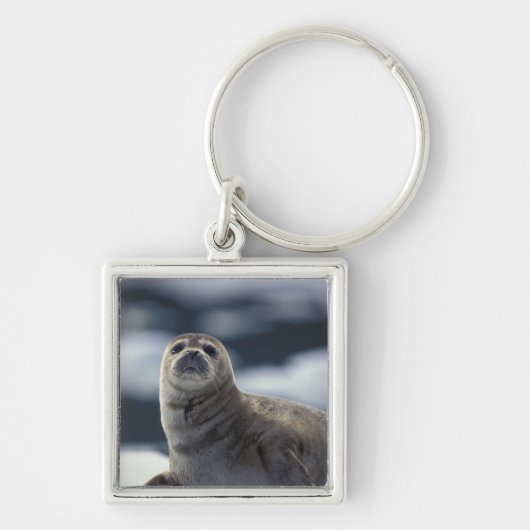 アラスカ、南東部の港の氷の上のシール キーホルダー (正面)