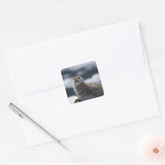 アラスカ、南東部の港の氷の上のシール スクエアシール (封筒)