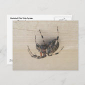 アラネウスオルブくもの巣スパイダーポストカード ポストカード (正面/裏面)
