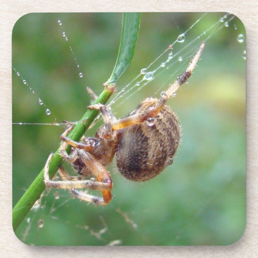 アラネウス – オルブウィーバースパイダー コースター (正面)