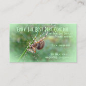 アラネウス – オーブ・ウィーバー・スパイダー 名刺 (正面)