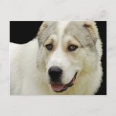 アラバイ犬はがき ポストカード (正面)