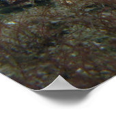 アラバスターヌディブランチ ポスター (角)