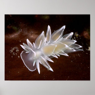 アラバスターNudibranch -ファインアートのプリント ポスター